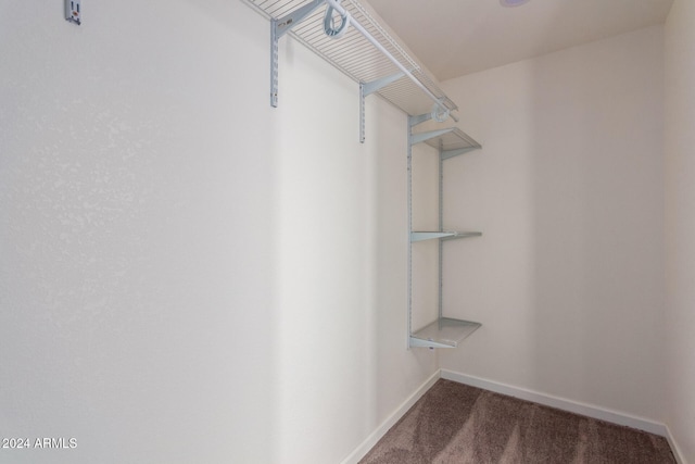 spacious closet featuring carpet flooring