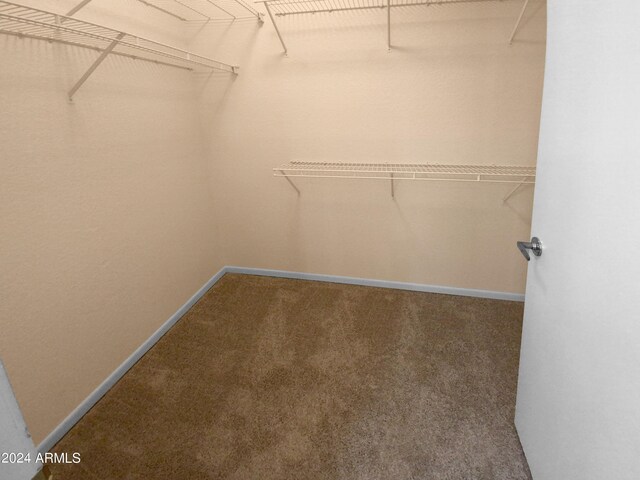 walk in closet featuring carpet floors