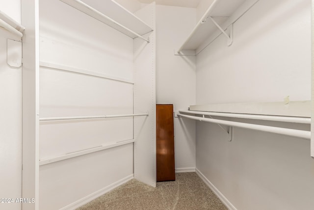 spacious closet featuring carpet