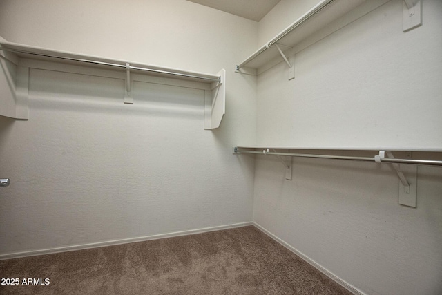 walk in closet featuring carpet flooring