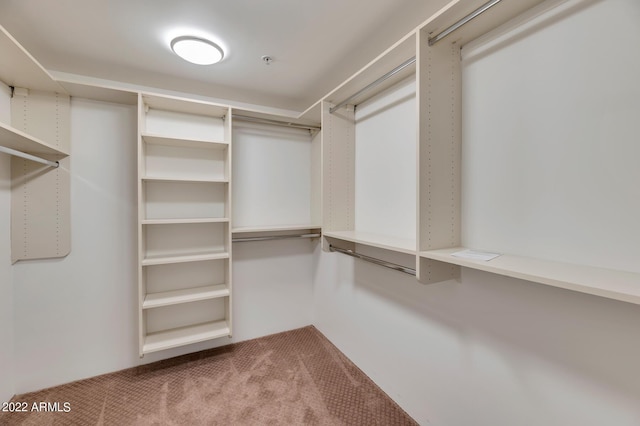 spacious closet featuring carpet flooring