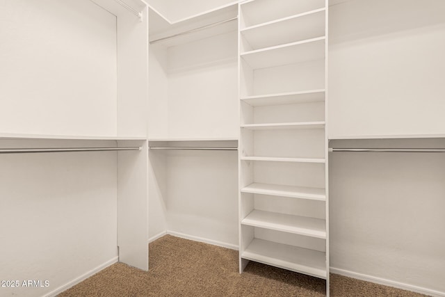 spacious closet featuring carpet flooring