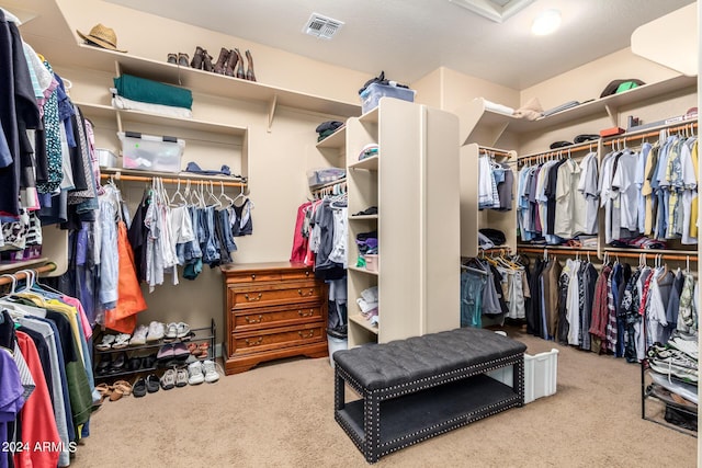 walk in closet with visible vents, carpet, and attic access