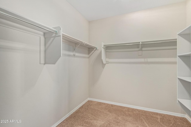 walk in closet with carpet floors