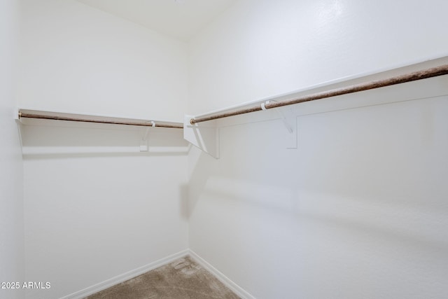 spacious closet featuring carpet flooring