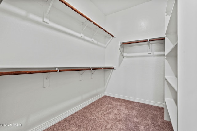 walk in closet featuring carpet