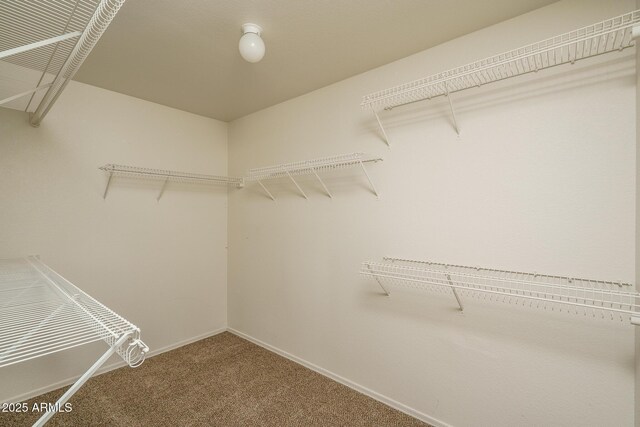 spacious closet featuring carpet flooring