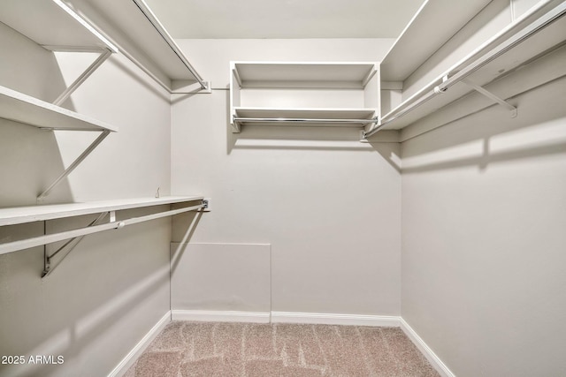 spacious closet featuring carpet floors