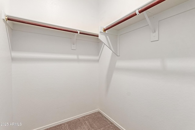 spacious closet featuring carpet flooring