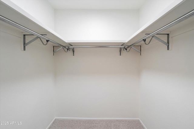 walk in closet featuring carpet floors