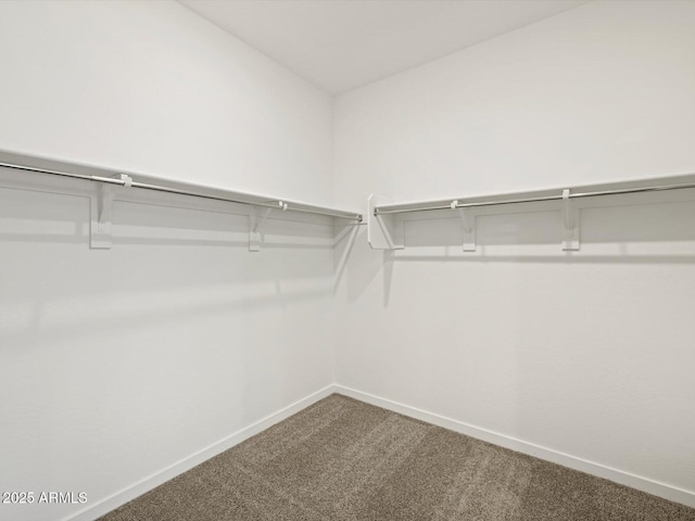 walk in closet with carpet floors