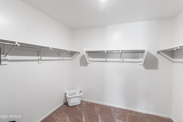 spacious closet featuring carpet flooring