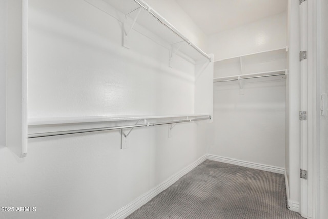 walk in closet featuring carpet flooring