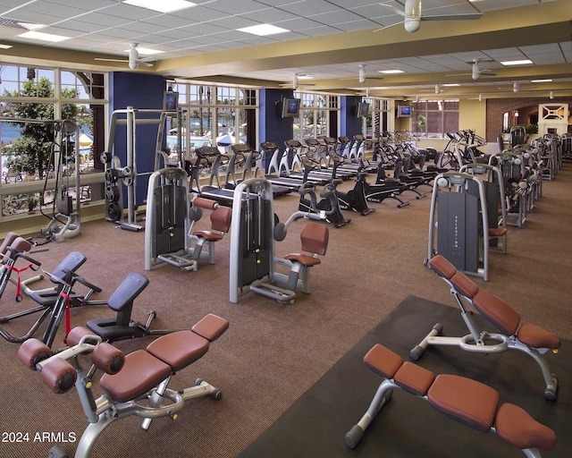 workout area with a drop ceiling, carpet flooring, and ceiling fan