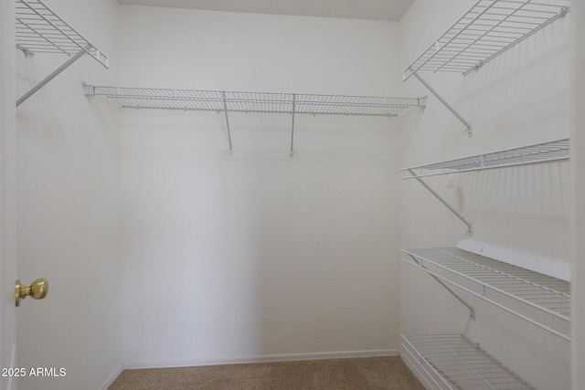 spacious closet featuring carpet floors