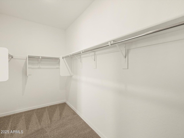 spacious closet featuring carpet floors