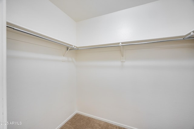 spacious closet featuring carpet flooring