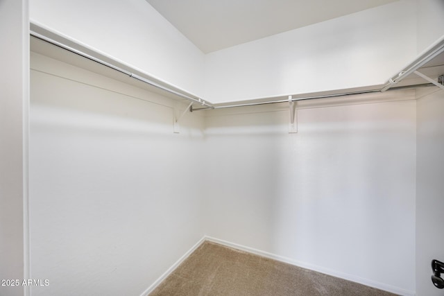 spacious closet featuring carpet