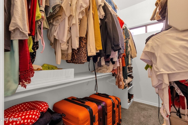 spacious closet featuring carpet floors