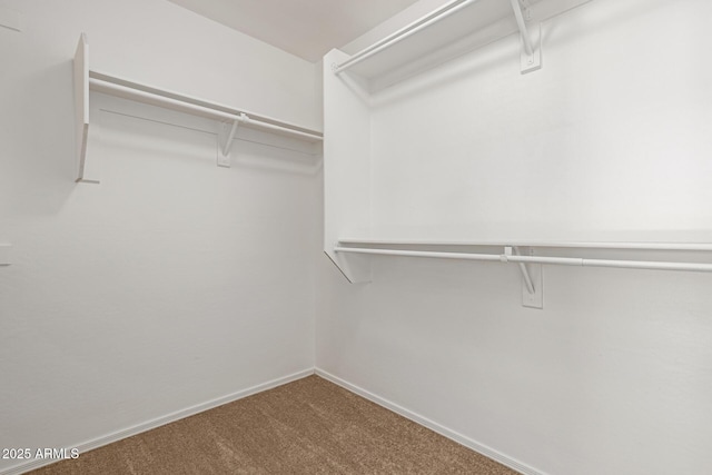 spacious closet featuring carpet floors