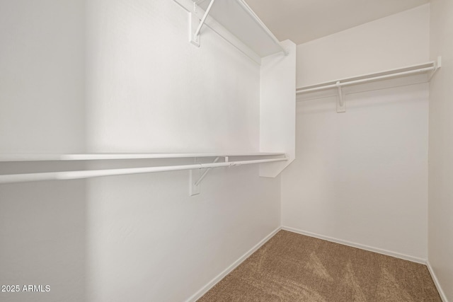 spacious closet featuring carpet