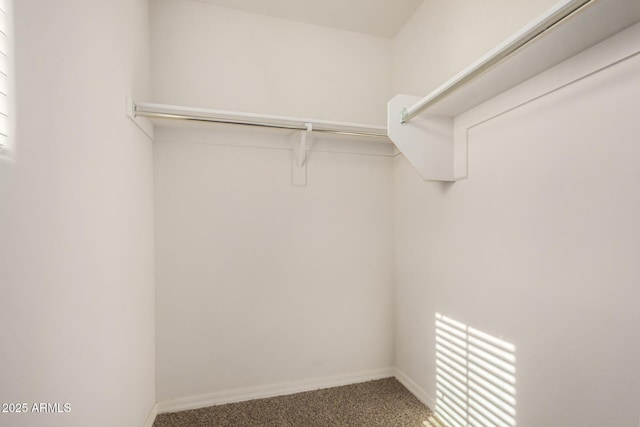 spacious closet featuring carpet