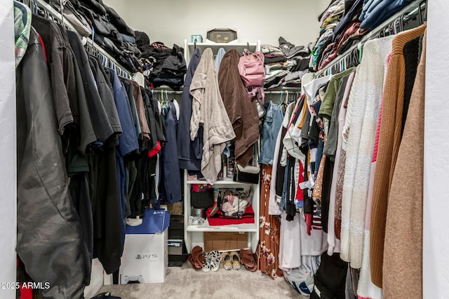 walk in closet featuring carpet flooring