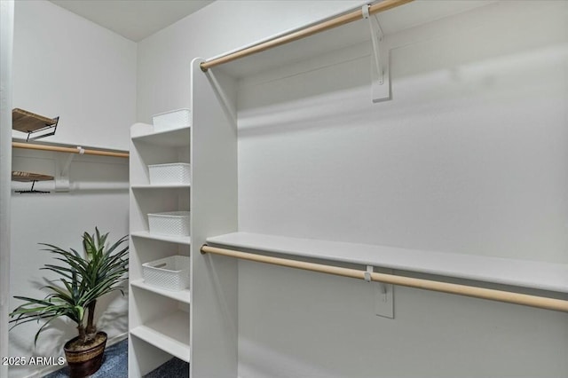 spacious closet featuring carpet