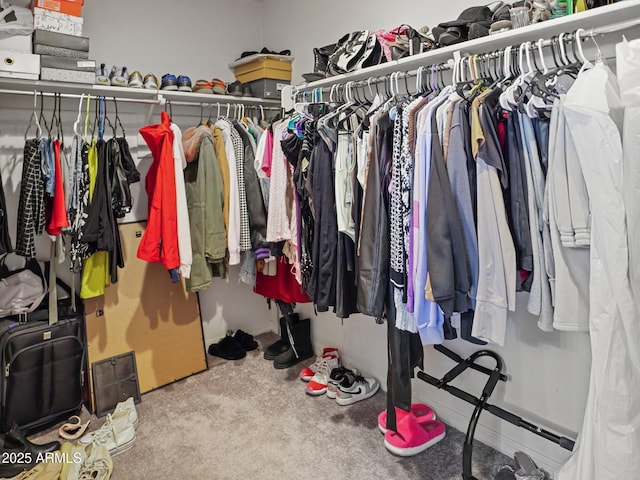 spacious closet featuring carpet