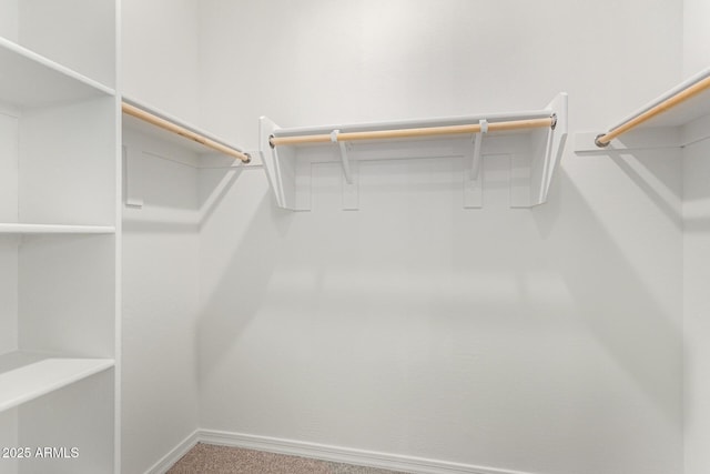 spacious closet featuring carpet