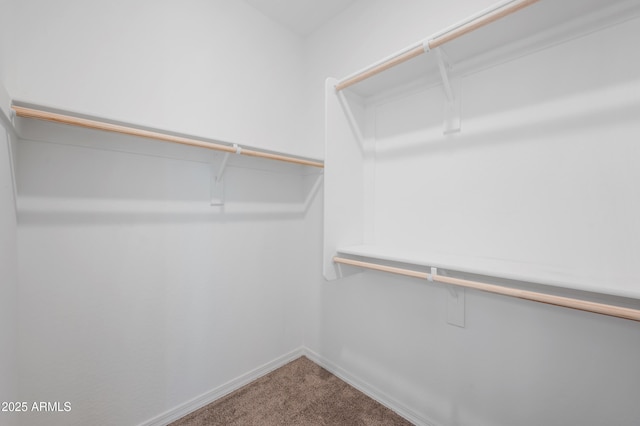 spacious closet featuring carpet