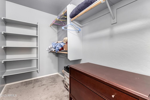 spacious closet featuring carpet