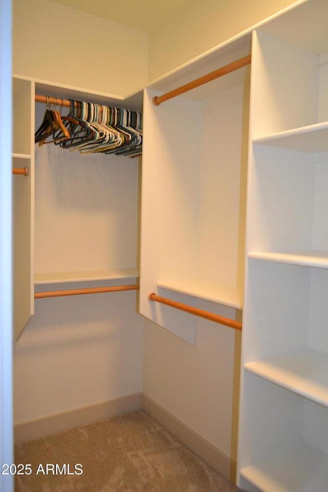 walk in closet featuring carpet flooring