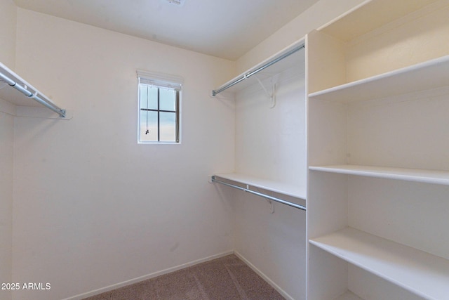 spacious closet featuring carpet