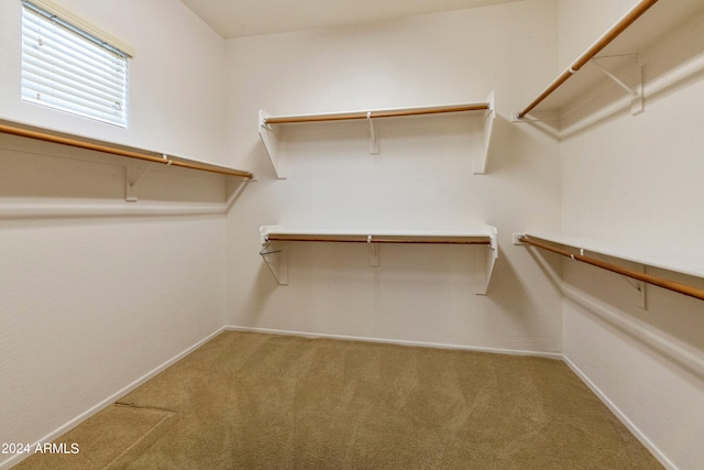 walk in closet with carpet floors