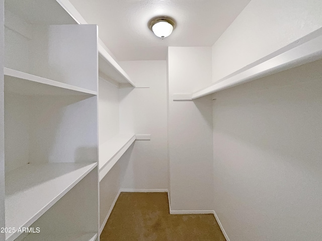 walk in closet with carpet floors