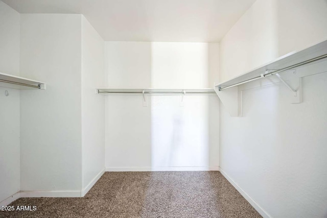 walk in closet featuring carpet flooring