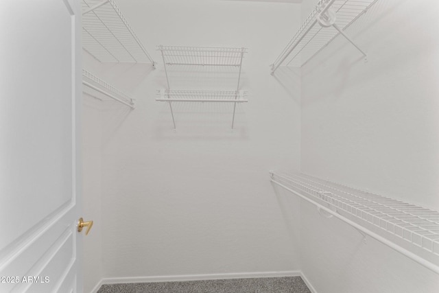 walk in closet featuring carpet