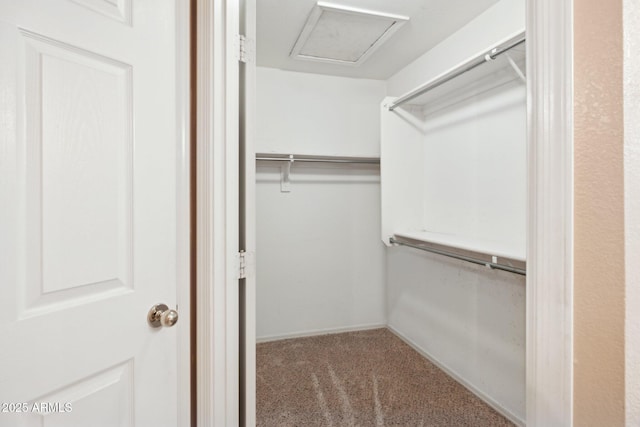 walk in closet with attic access and carpet