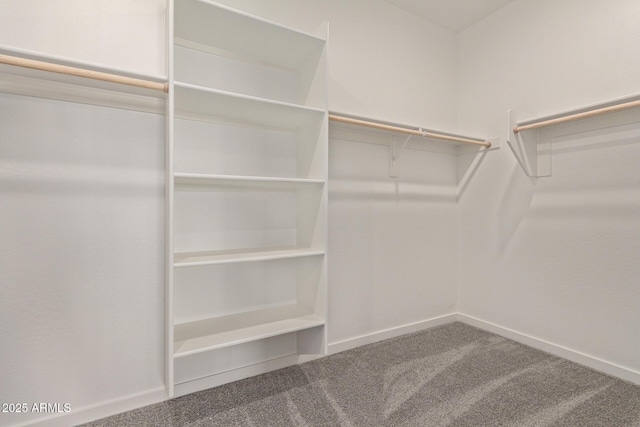 spacious closet featuring carpet flooring