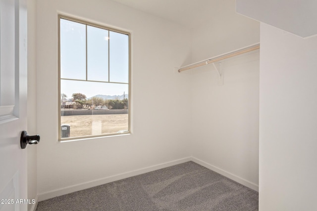 spacious closet featuring carpet