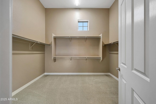 spacious closet featuring carpet