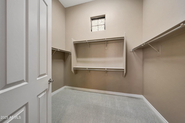 spacious closet featuring carpet