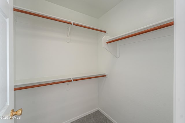 spacious closet featuring carpet flooring