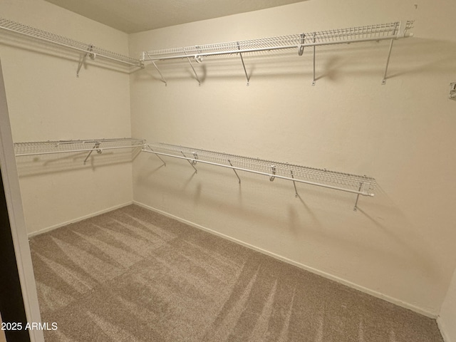 spacious closet with carpet flooring