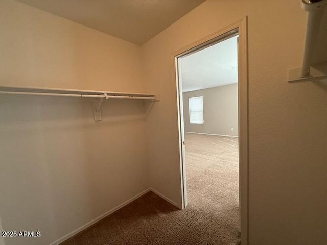 spacious closet featuring carpet