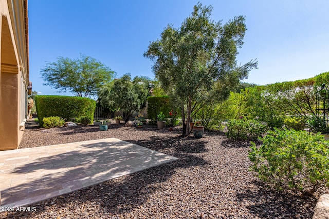 view of yard with a patio area