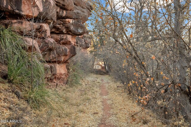 view of local wilderness