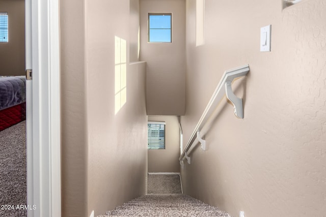 staircase featuring carpet floors