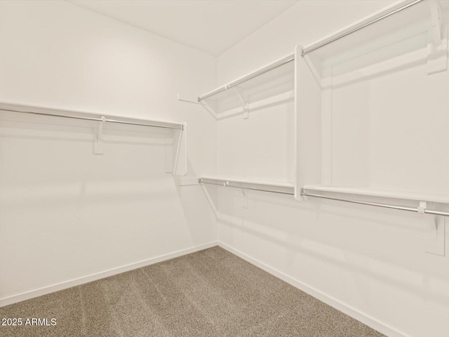 walk in closet with carpet floors